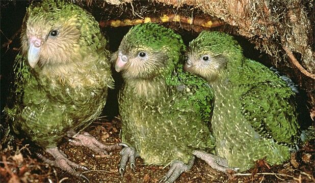 three kakapos