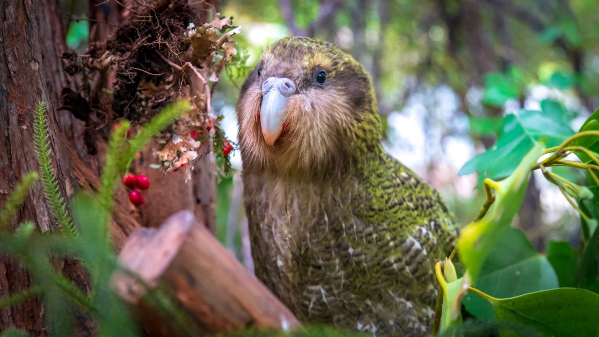 Kakapo in tree