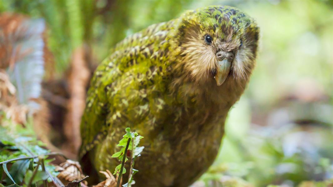 kakapo names Stella